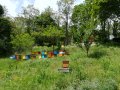 100% Чист пчелен мед от производител Горски букет!, снимка 2