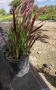 Императа / Imperata cylindrica, снимка 8