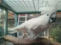 какаду алба мъжки, снимка 1