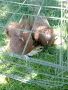 Продавам гълъби Димкежи , снимка 3