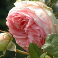 Роза 59, снимка 3 - Градински цветя и растения - 41902824