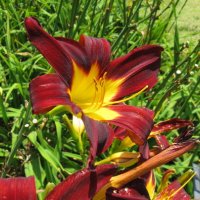 Цветя Хемерокалис – разсад за пролетно засаждане, снимка 13 - Разсади - 41683701
