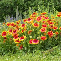Продавам цветя Гайлардия – разсад за пролетно засаждане в градината, различни цветове, снимка 6 - Разсади - 30273860