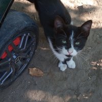 Малки котета , снимка 2 - Други - 41986649