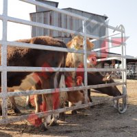 Прегради за крави HF 4, снимка 10 - За селскостопански - 34654858