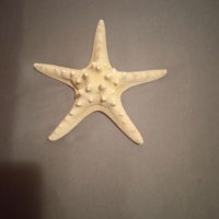 Прекрасна морска звезда , снимка 2 - Декорация за дома - 41270465