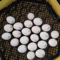 Оплодени яйца от сребърна италиака , снимка 8 - Кокошки и пуйки - 40131258