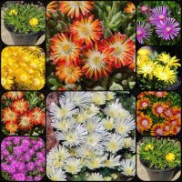 Продавам цветя Делосперма - разсад, за ранно пролетно засаждане, снимка 6 - Стайни растения - 26451909