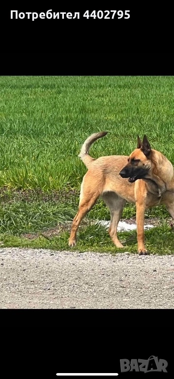 Белгийска овчарка, снимка 1