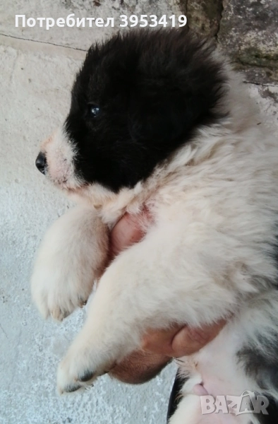 каракачански кученца с доказан произход и качества, снимка 1