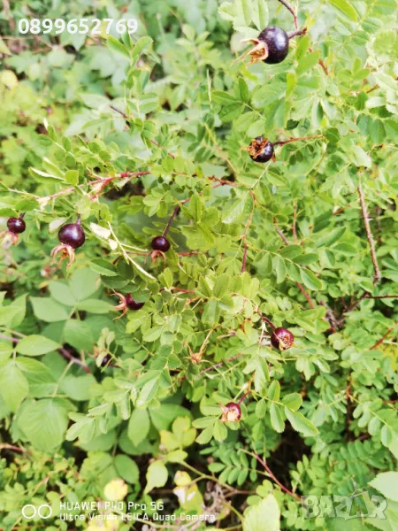 Черна шипка(Дива роза), снимка 1