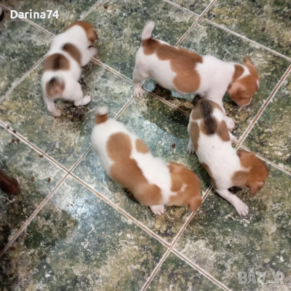 Джак Ръсел териер , снимка 1