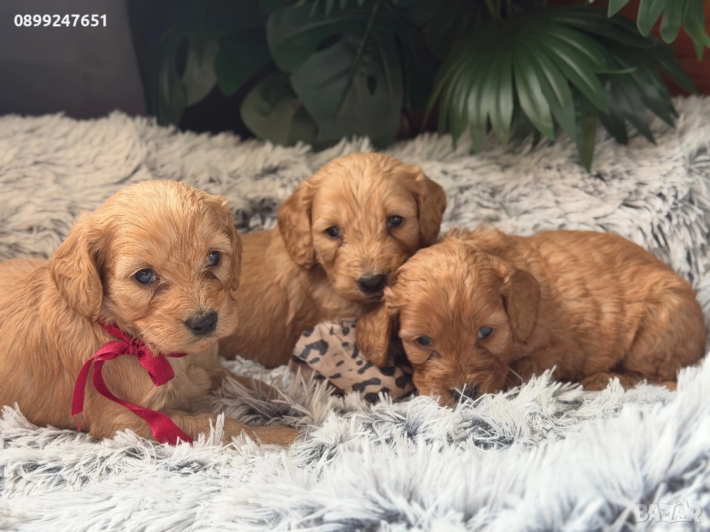 Кокер шпаньол , снимка 1