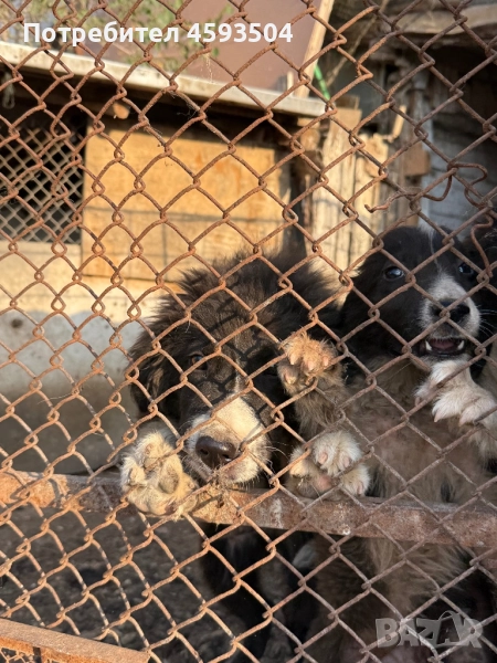 Продавмам блгарски овчарски кучета , снимка 1