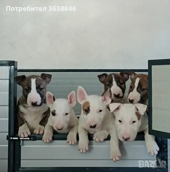 Бул териер, снимка 1