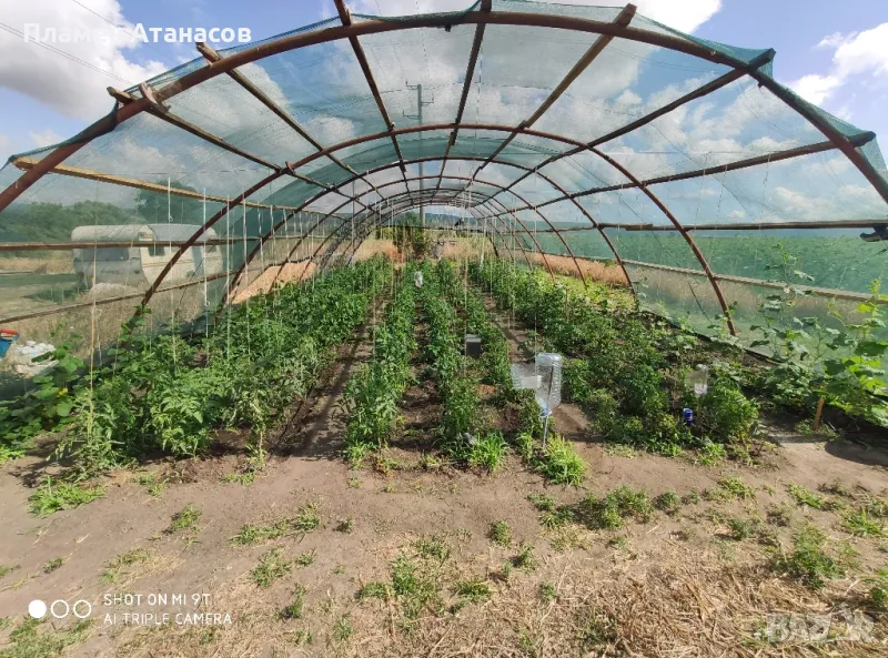 Холандско хале конструкция , снимка 1