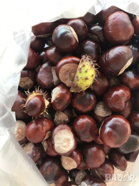 Конски кестени, снимка 1