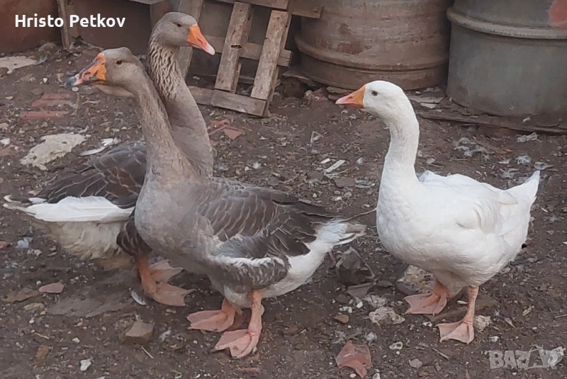 Продовам 2 Гъски и 1Гъсок , снимка 1