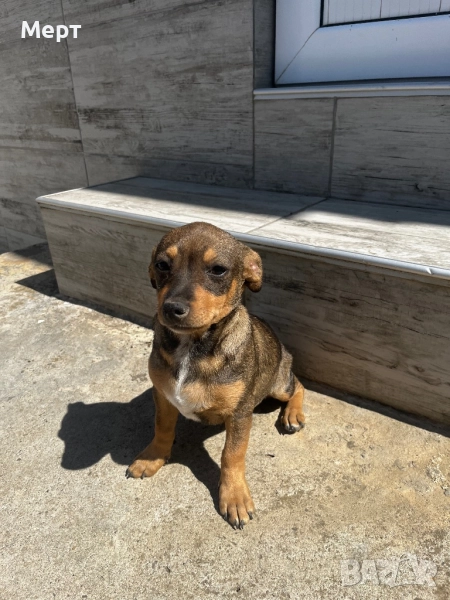 Мъжко Пинчерче, снимка 1