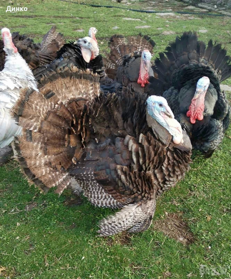 пуйки , снимка 1