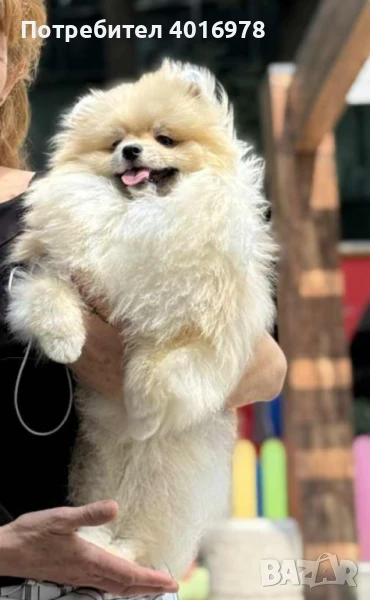 Померан момче с Родословие fci, снимка 1