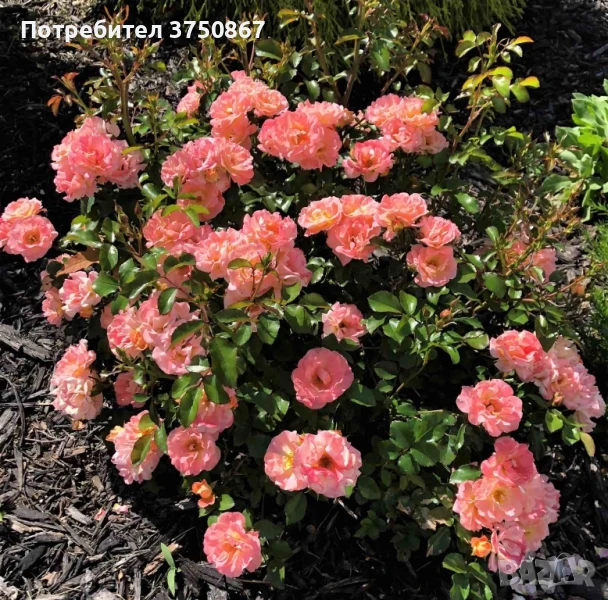 🌹 РОЗА 🌹 Peach DRIFT® Meiggili 🌹, снимка 1