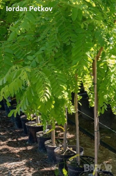 Бяла акация , снимка 1