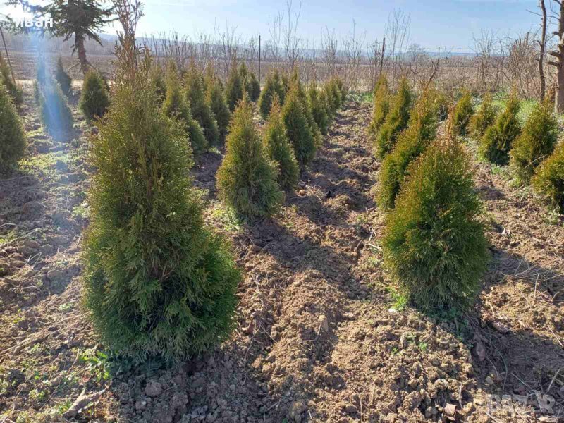 Западна туя Пролетна промоция, снимка 1