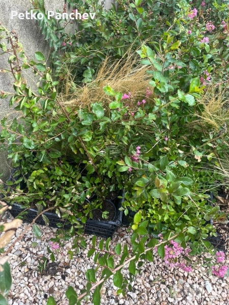 Индийски люляк(Lagerstremia Indica), снимка 1