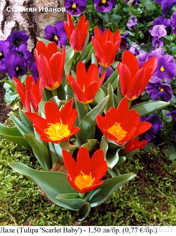 Лале (Tulipa 'Scarlet Baby') – луковици, снимка 1