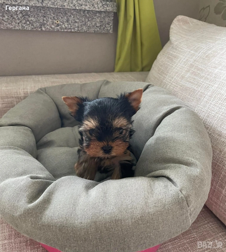 Мини йоркширски териер, снимка 1