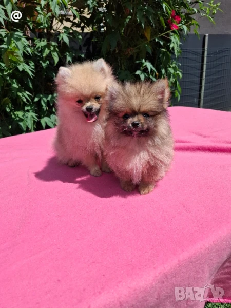 Померан померанчета момченца Гр. София, снимка 1