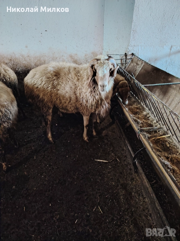 Коч аваси, снимка 1