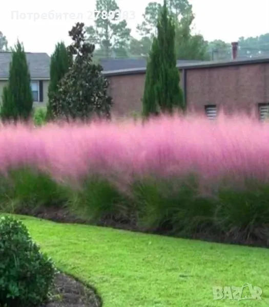 Мюленебергия, снимка 1