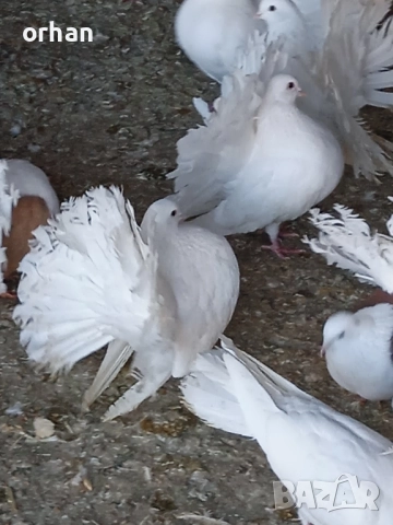 фенерли за продаване или бартер , снимка 8 - Гълъби - 52361365