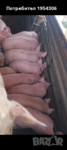 Свободни, снимка 3 - Прасета - 53230188