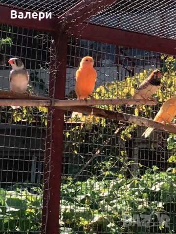 продавам канарчета , снимка 4 - Канари - 41999893