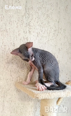 Донски Сфинкс момченце с родословие, снимка 6 - Сфинксове - 52320501