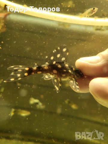 L201 контраденс, снимка 2 - Рибки - 53702031