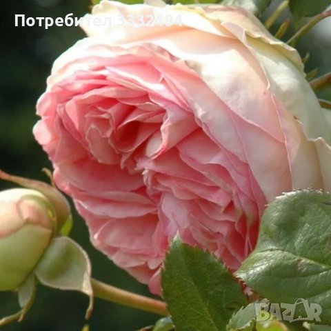 Роза 59, снимка 3 - Градински цветя и растения - 41902824