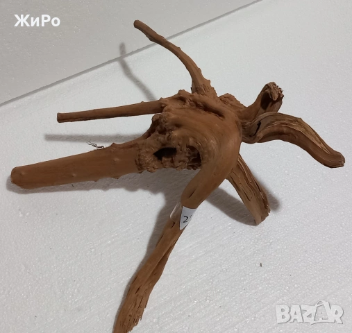 Корен от Азалия /декорация/ 23, снимка 2 - Други - 48936496