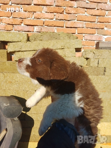 бок каракачанка, снимка 11 - Каракачанска овчарка - 52941882