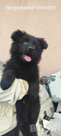 немска овчарка / НОК, снимка 14 - Немска овчарка - 51033011