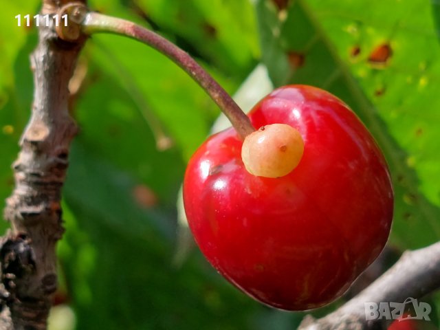 Череша уникат за колекционери и ценители , снимка 7 - Други ценни предмети - 41100414