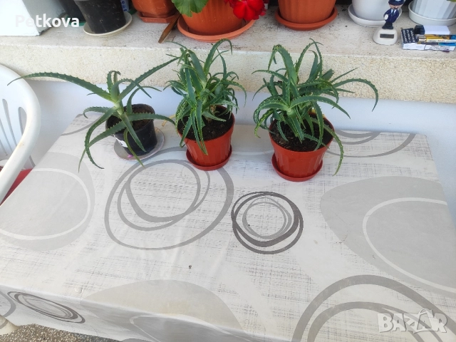 Алое вера-медицинско, снимка 3 - Стайни растения - 51469927