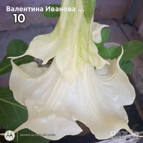комплект 2 бр ангелски тромпет , снимка 3 - Разсади - 56108244