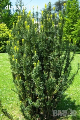 Тис, Taxus baccata, студоустойчив 