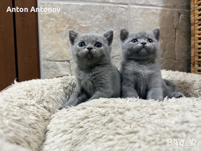 Чистокръвни Британски късокосмести котенца, снимка 5 - Британска късокосместа - 55943568