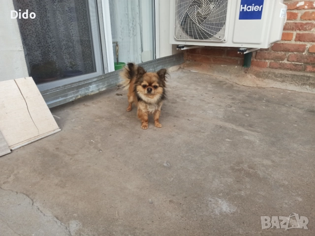 Мъжки чихуа за разплод, снимка 2 - Чихуахуа - 52035731