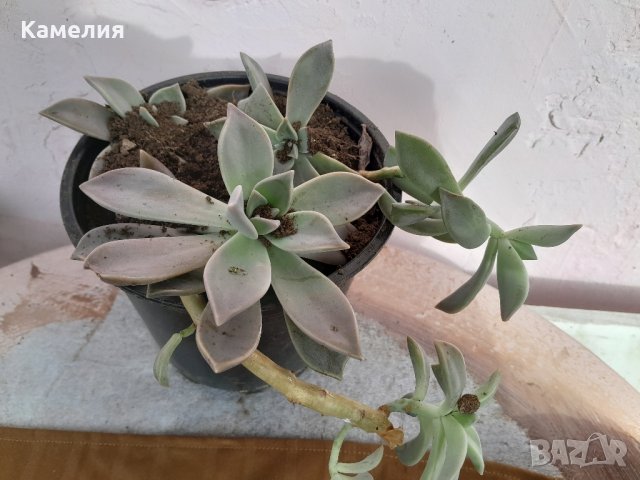 Ешеверия - суколент в саксия , снимка 2 - Градински цветя и растения - 42684118